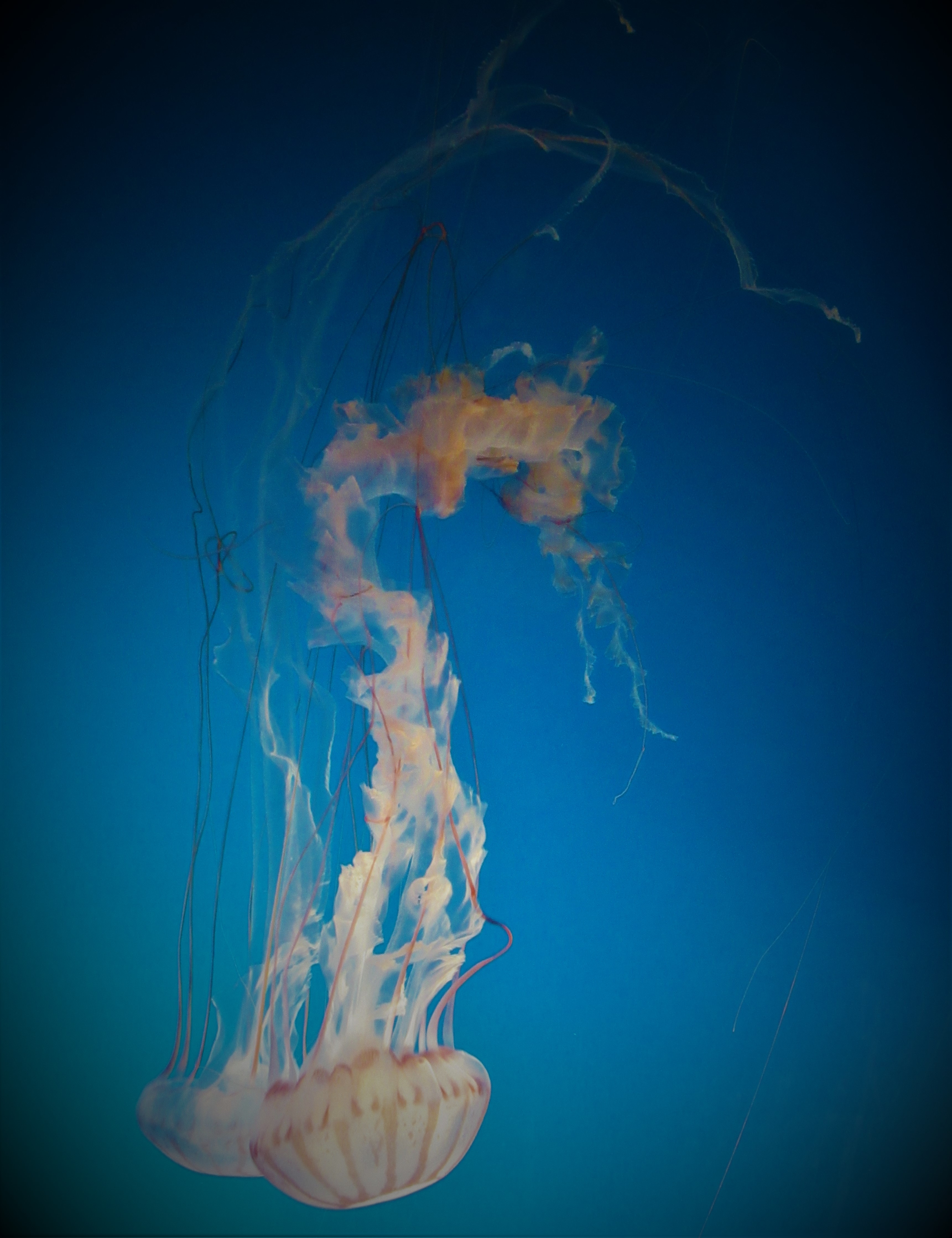 Peach-toned sea nettle jellyfish trailing long tentacles through glowing blue water