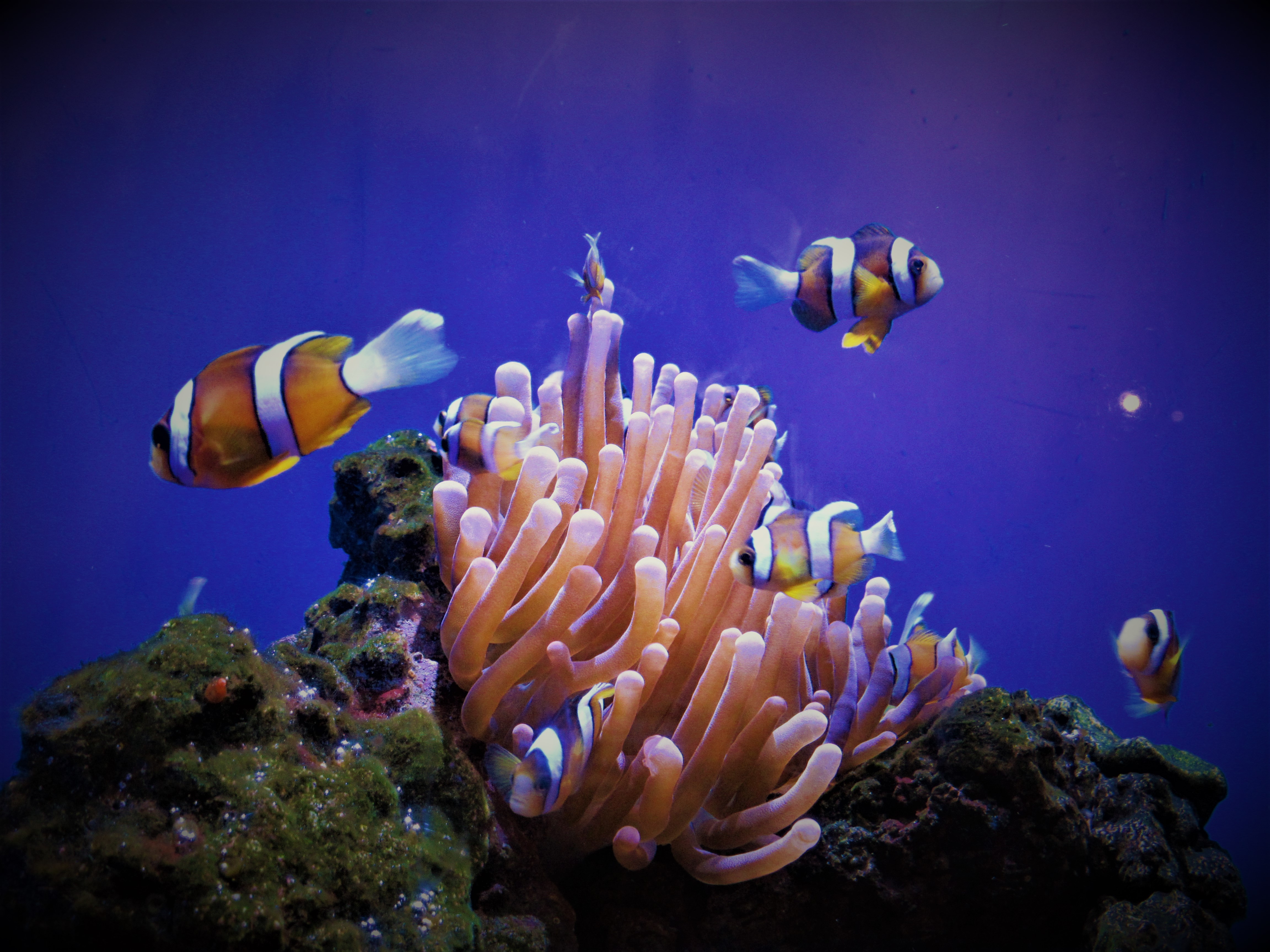 Clownfish swimming among the tentacles of a purple-lit anemone in a coral reef aquarium