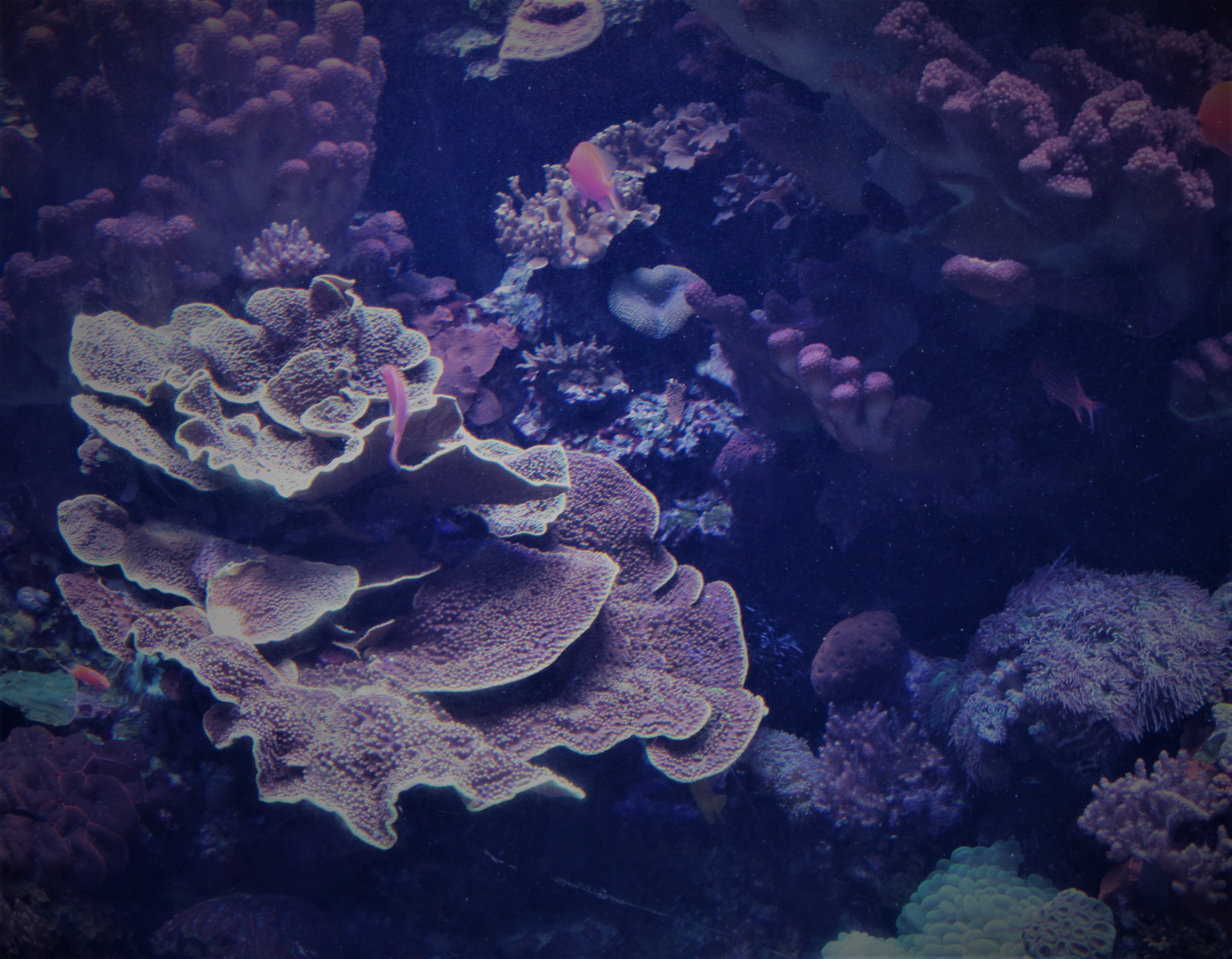 Lavender-toned coral formations glowing under blue aquarium light