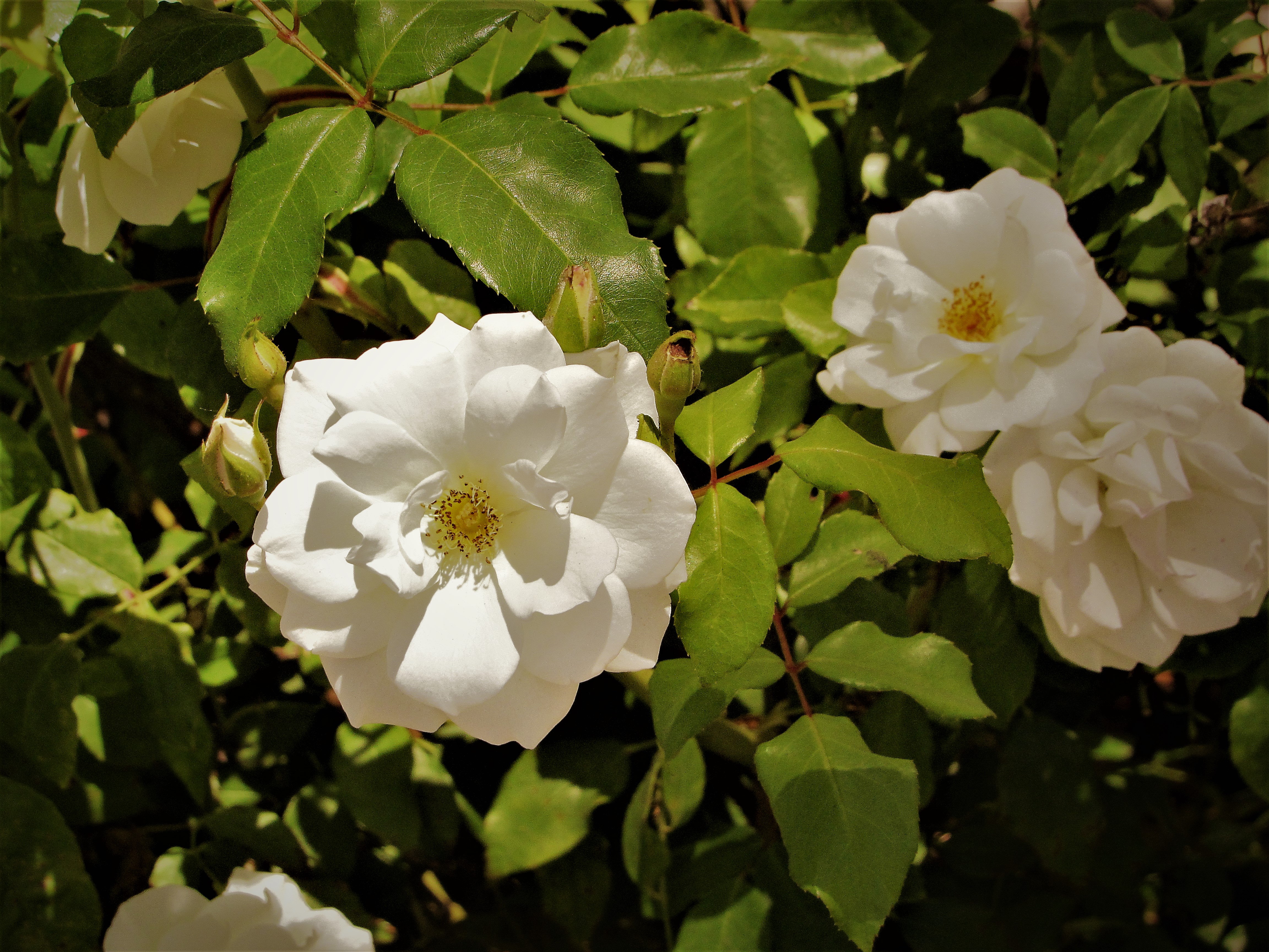 White rose blossoms among green leaves, petals catching soft light