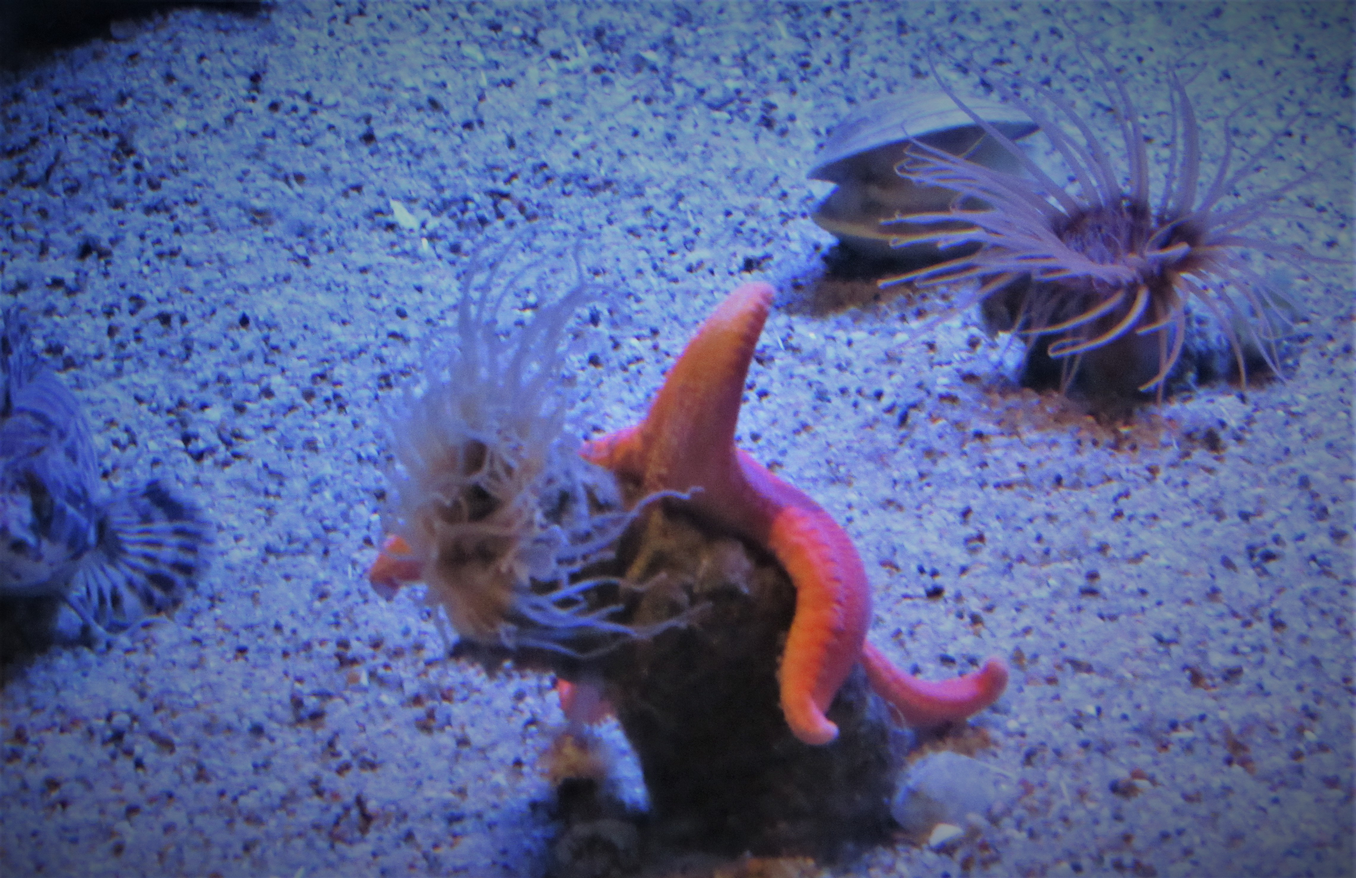 Pink sea star and feather duster worms on a sandy aquarium floor