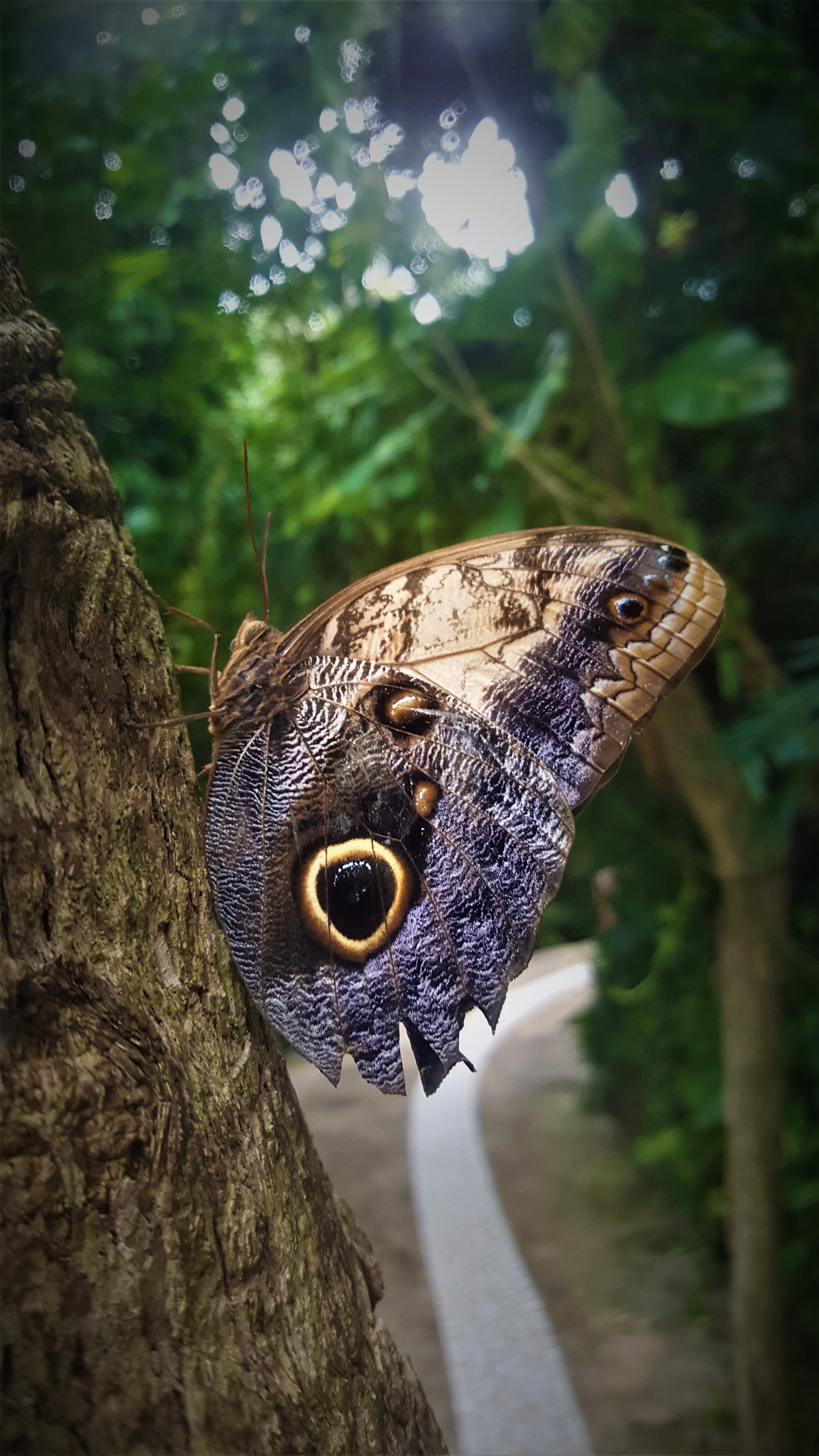 Owl butterfly resting on tree bark, eyespot wing in close focus