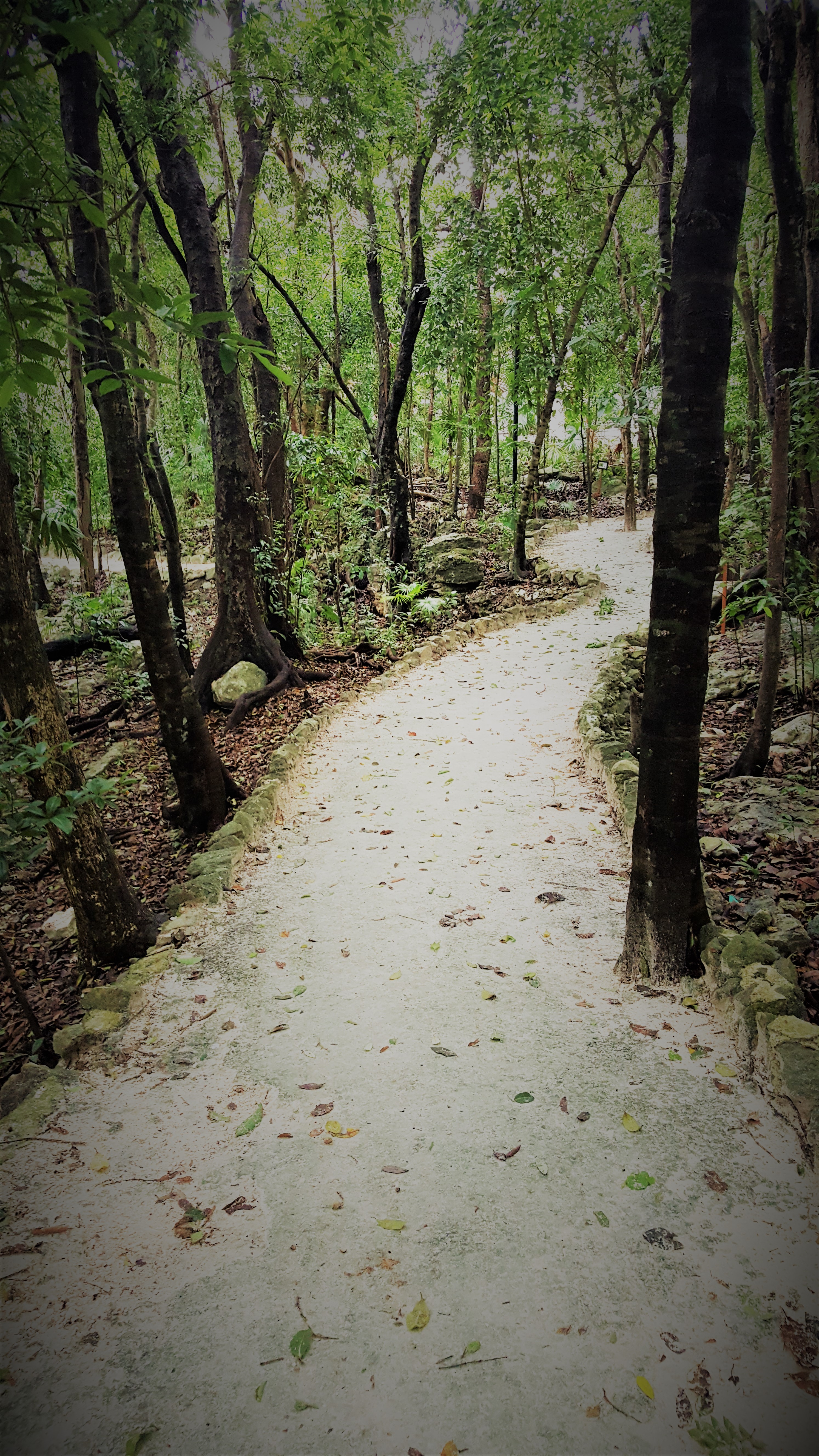 Winding gravel path lined with mossy stones cutting through a shaded forest