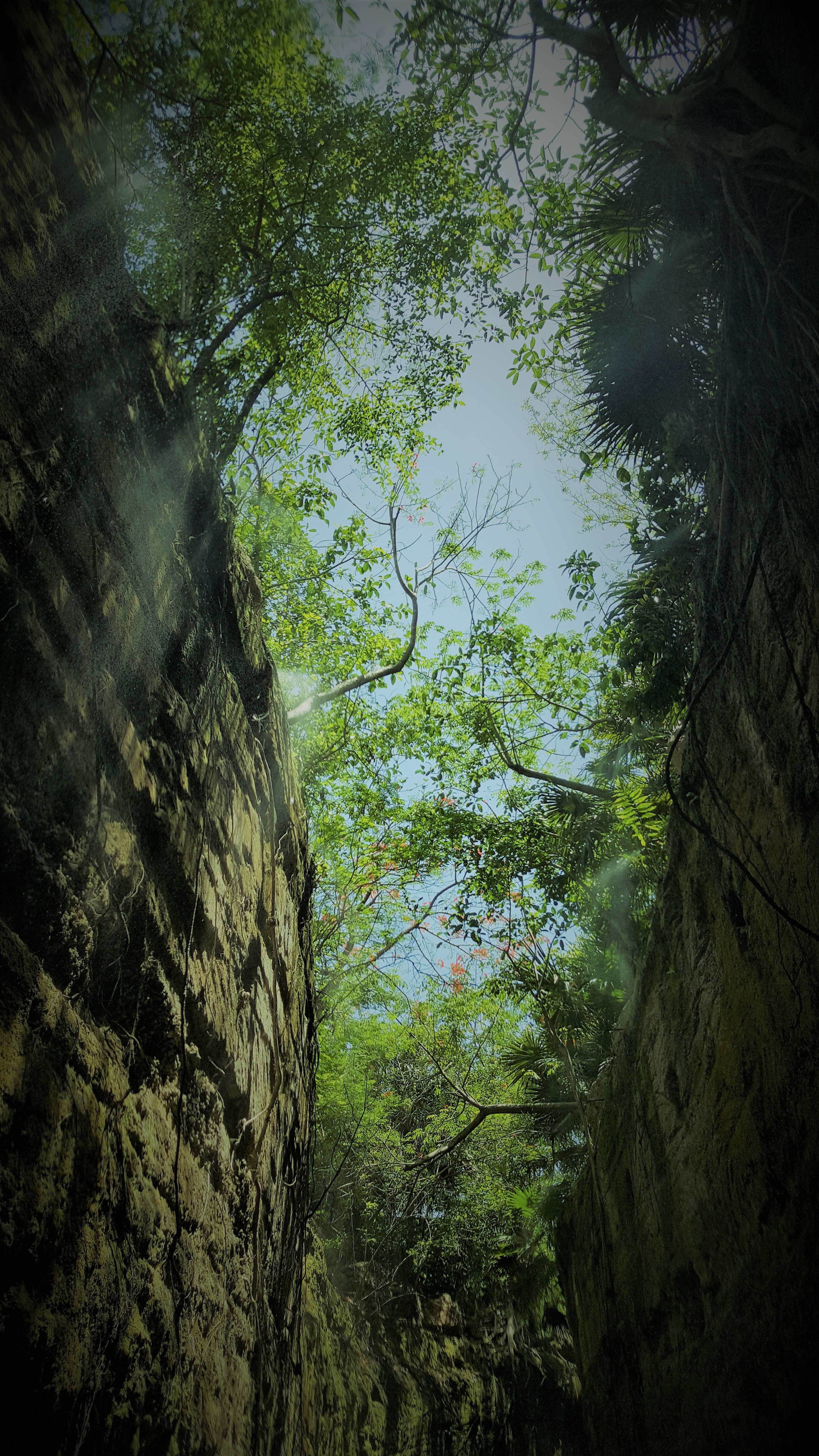 Looking up through a narrow gap between mossy tree trunks and rock into a leafy canopy