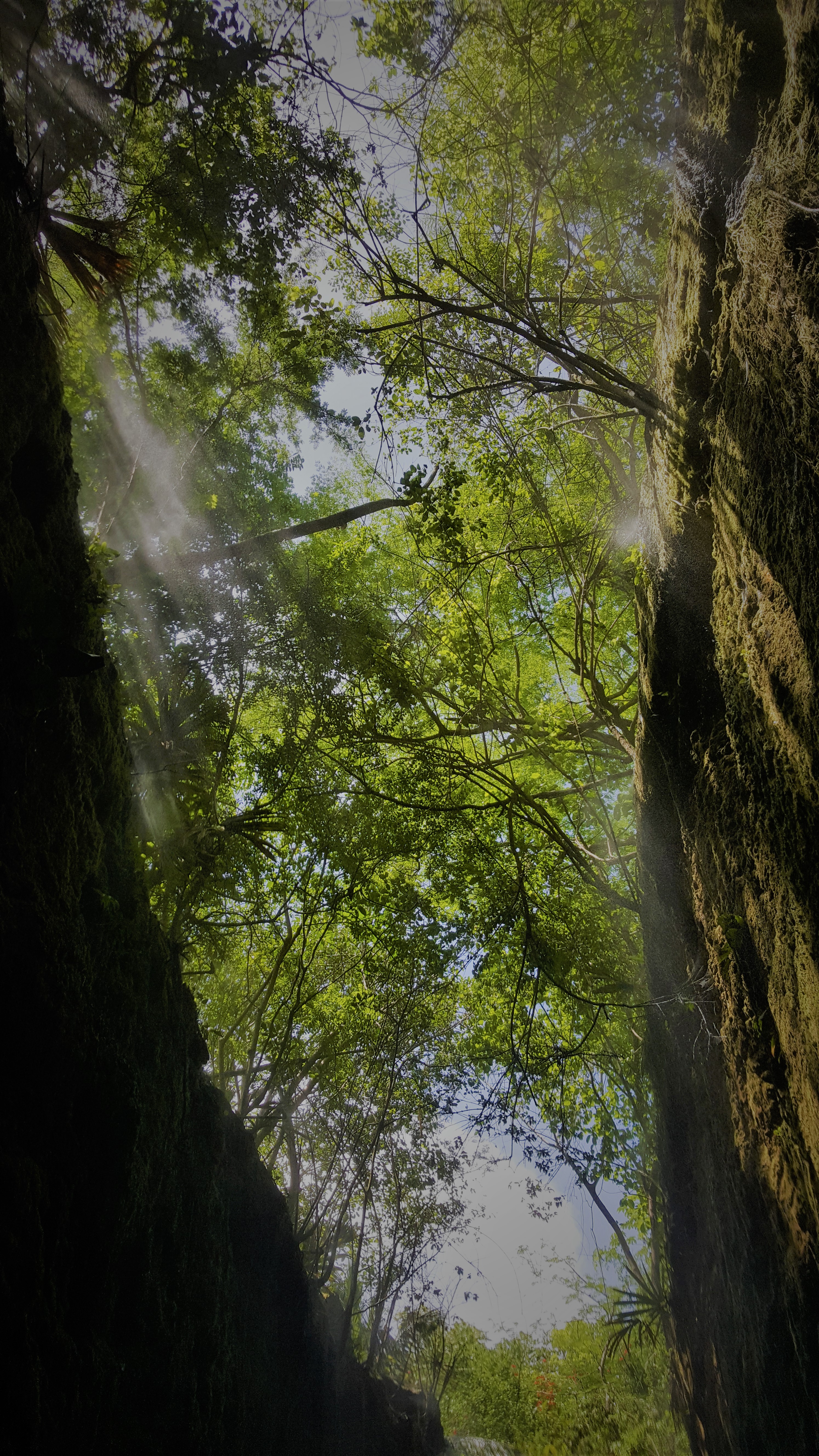 Sunbeams filtering through a moss-draped forest canopy of tangled branches